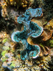 16-Giant clam at Michaelmas Cay, Great Barrier Reef